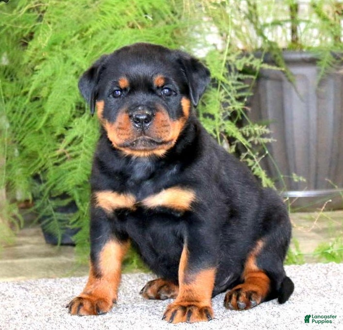 Rottweiler dogs Mr Bill - Ad 2