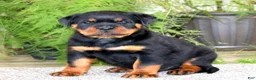 Rottweiler dogs for sale: Mr Bill - Ad 2