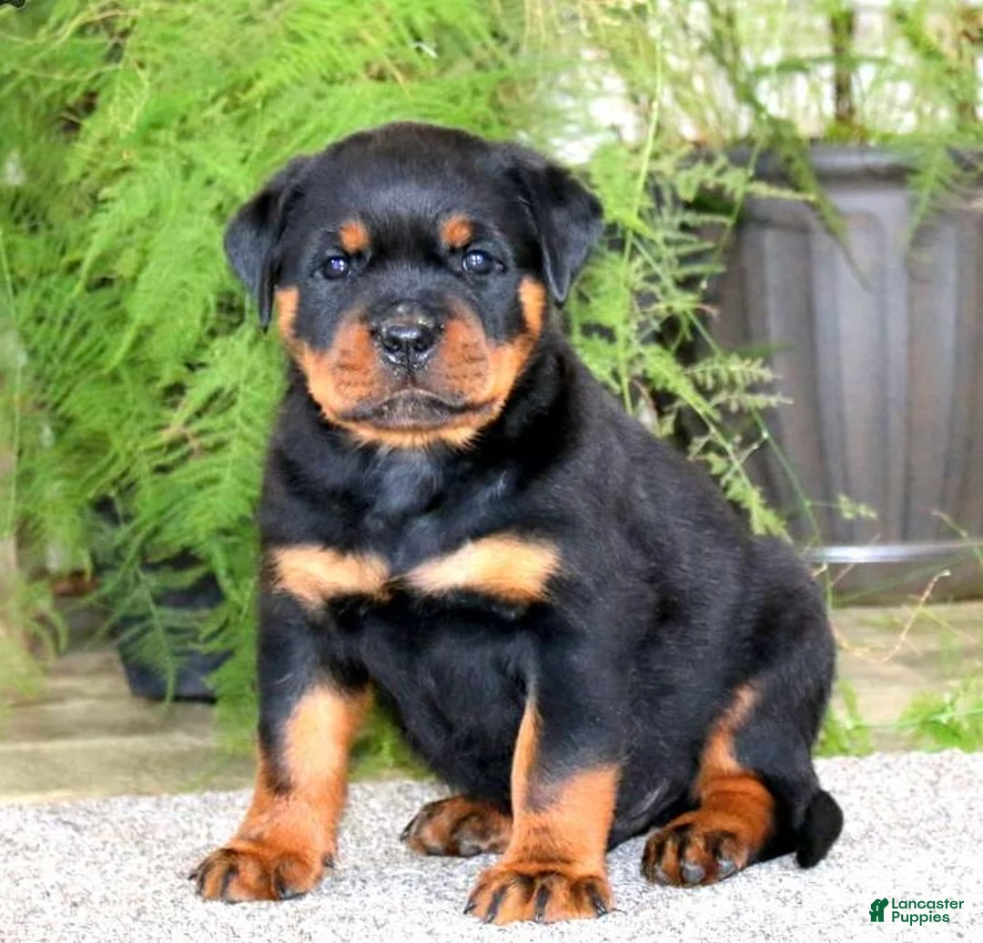 Rottweiler dogs for sale: Mr Bill - Ad 2