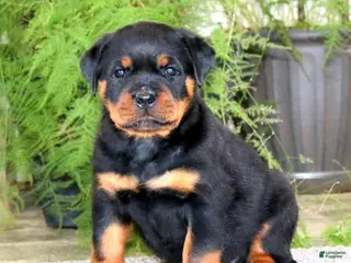 Rottweiler dogs for sale: Mr Bill - Ad 2
