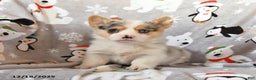 Welsh Corgi Pembroke dogs for sale: Gizmo - Ad 2