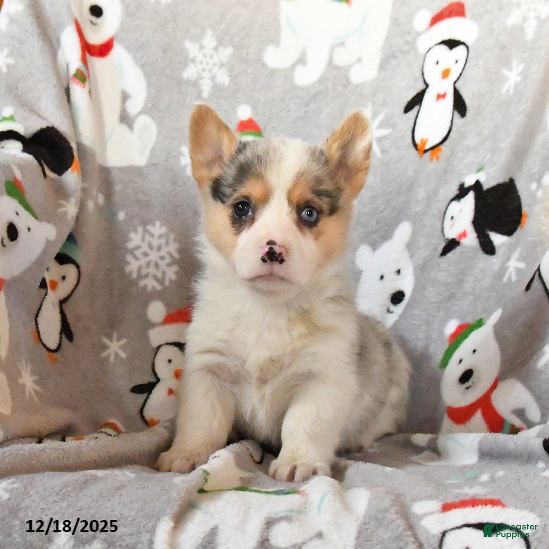 Welsh Corgi Pembroke dogs for sale: Gizmo - Ad 2