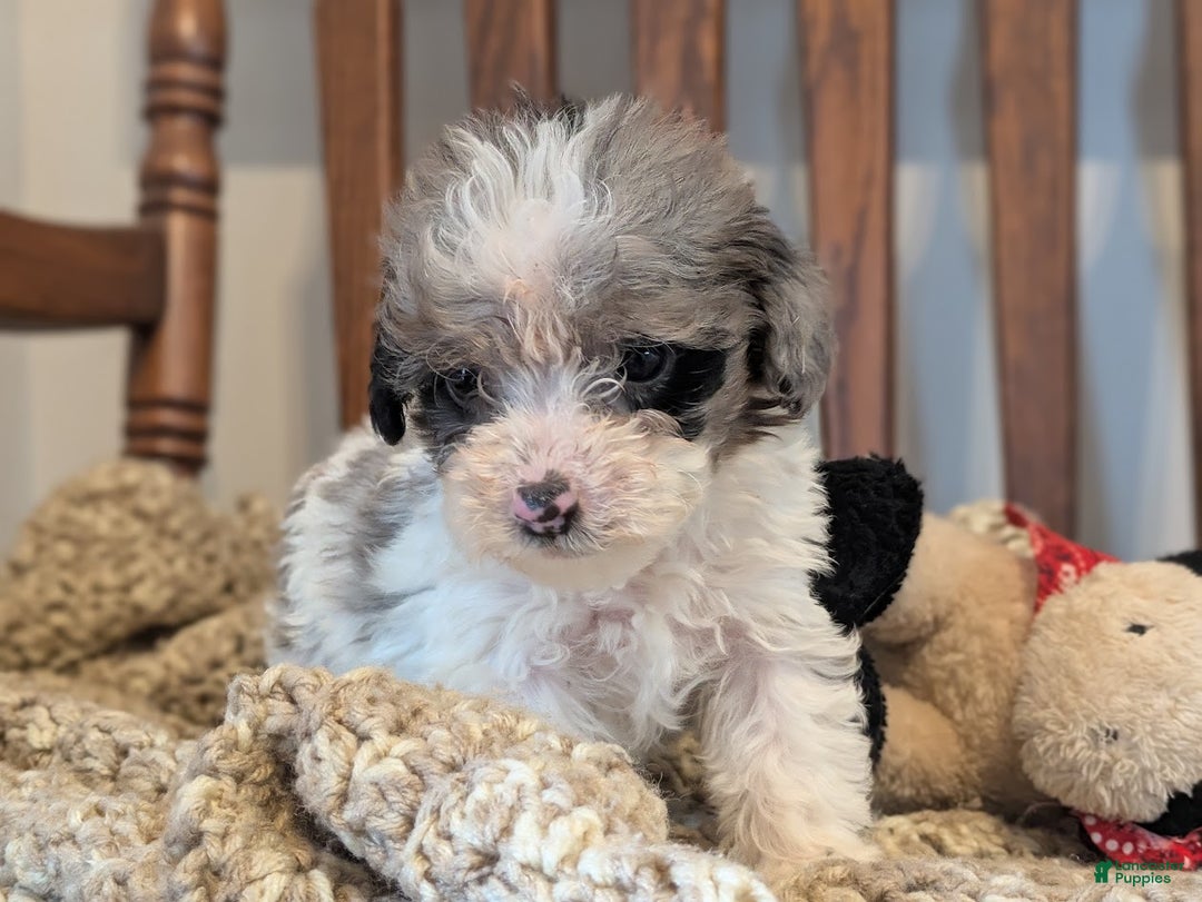 Havapoo dogs for sale: Winston - Ad 2