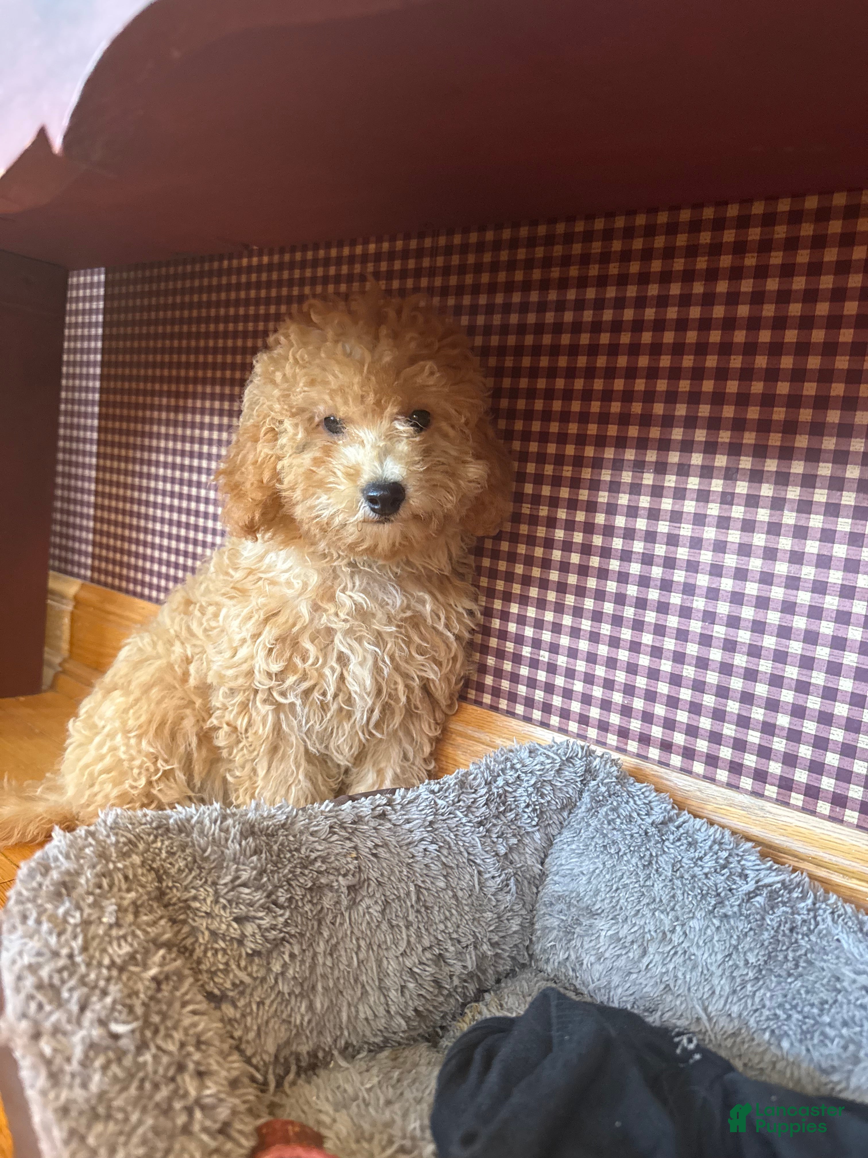 Mixed Breed dogs for sale: Tabby - Ad 3