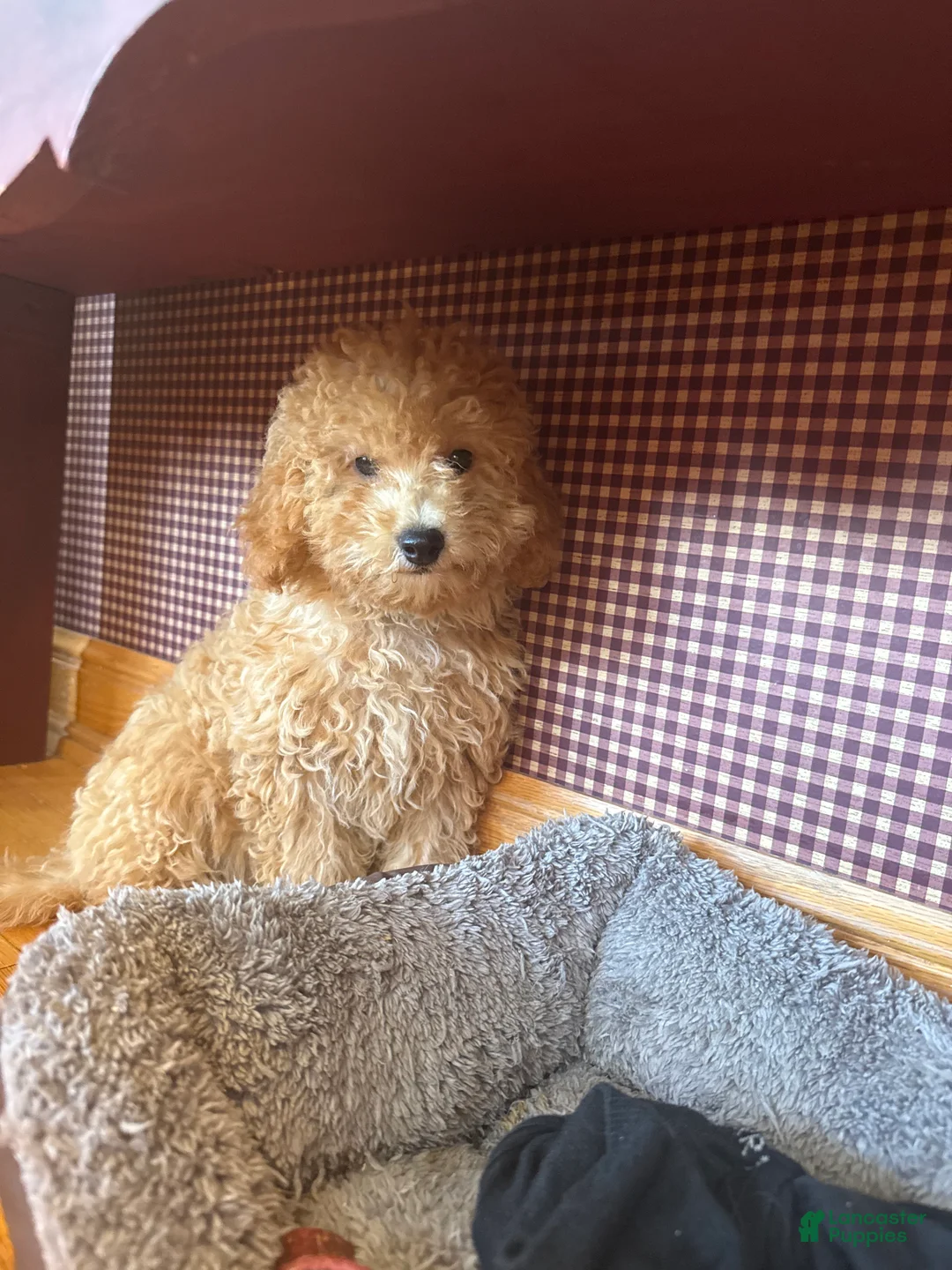 Mixed Breed dogs for sale: Tabby - Ad 1