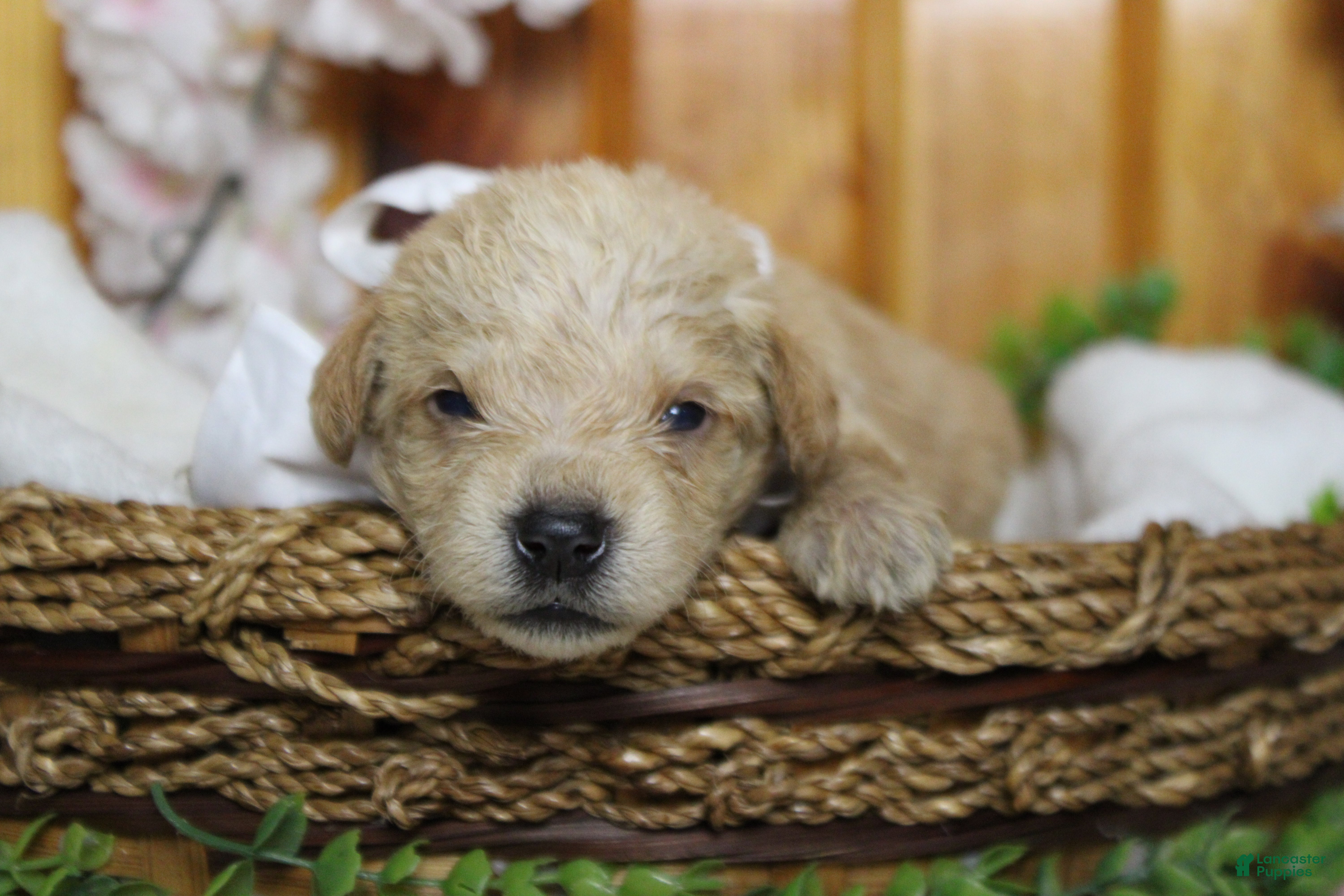 Schnoodle dogs Merlot  - Ad 7