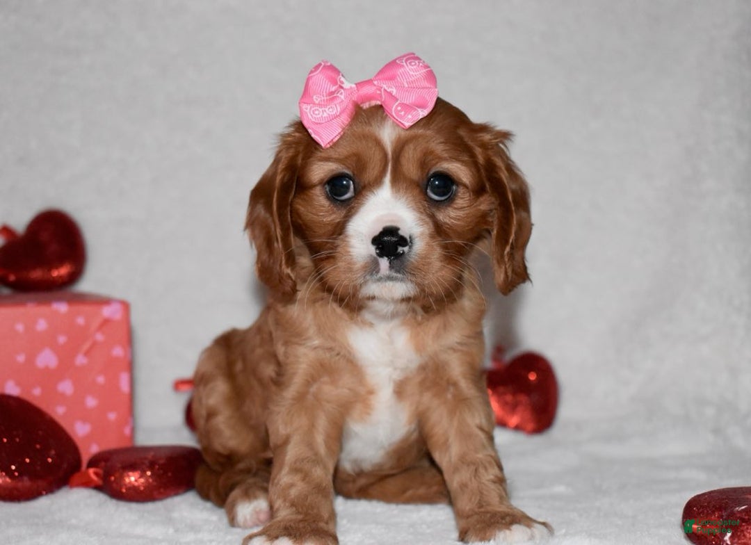 Cavalier King Charles Spaniel dogs for sale: Oona - Ad 2