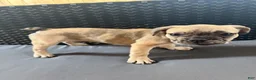 French Bulldog dogs for sale: Wave  - Ad 3