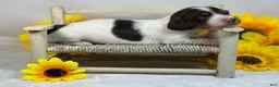 Miniature Dachshund dogs for sale: Chocolate Pie - long hair - Ad 6