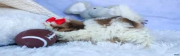Shih Tzu dogs for sale: SAMMY - Ad 5