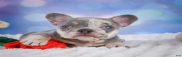 French Bulldog dogs for sale: Daffidill - Ad 12