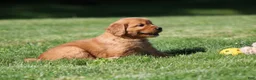 Golden Retriever dogs for sale: Winnie - Ad 5