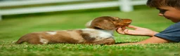 Miniature Dachshund dogs for sale: Easton - Ad 6