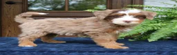 Mini Bernedoodle dogs for sale: Emrys  - Ad 2