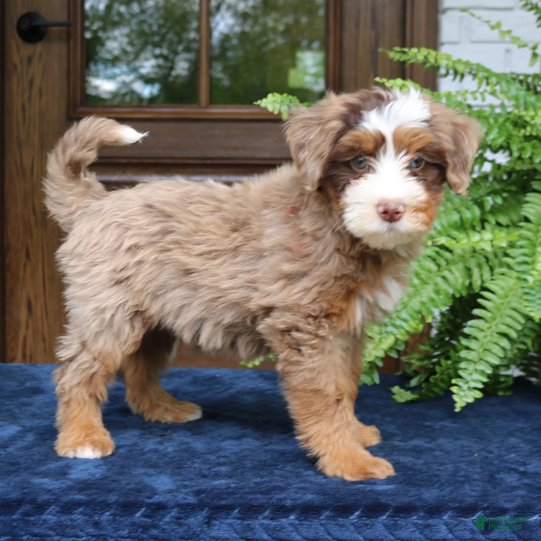 Mini Bernedoodle dogs for sale: Emrys  - Ad 2