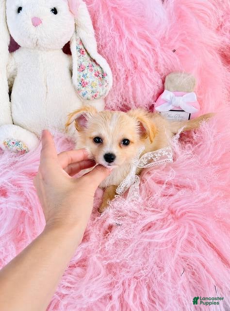 Chihuahua dogs Long Hair Chihuahua 1 - Ad 2