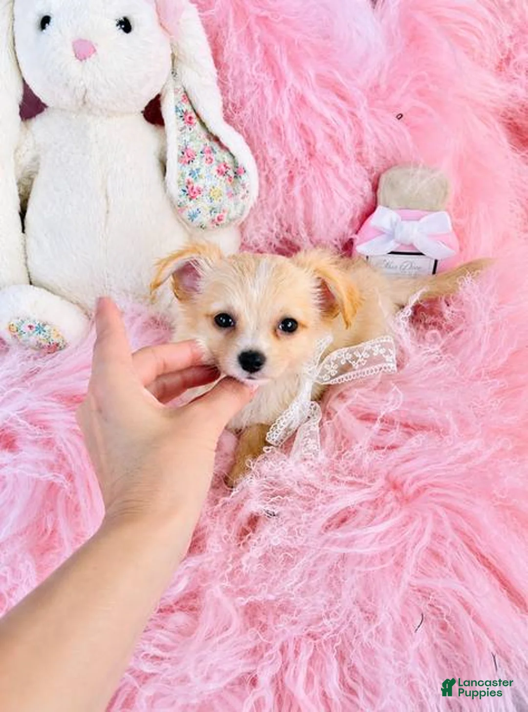 Chihuahua dogs for sale: Long Hair Chihuahua 1 - Ad 2