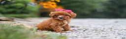 Cavapoo dogs for sale: Brielle - Ad 5