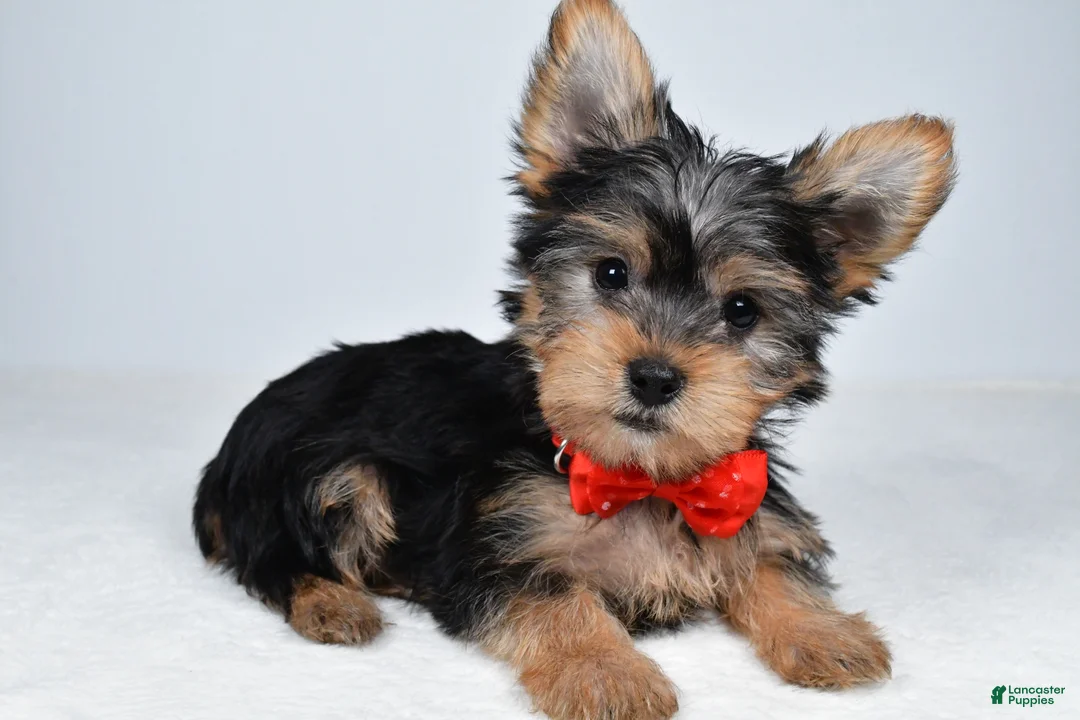 Yorkshire Terrier dogs for sale: Mason - Ad 1
