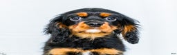 Cavalier King Charles Spaniel dogs for sale: Kringle - Ad 2