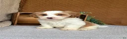 Havanese dogs for sale: Tank  - Ad 6
