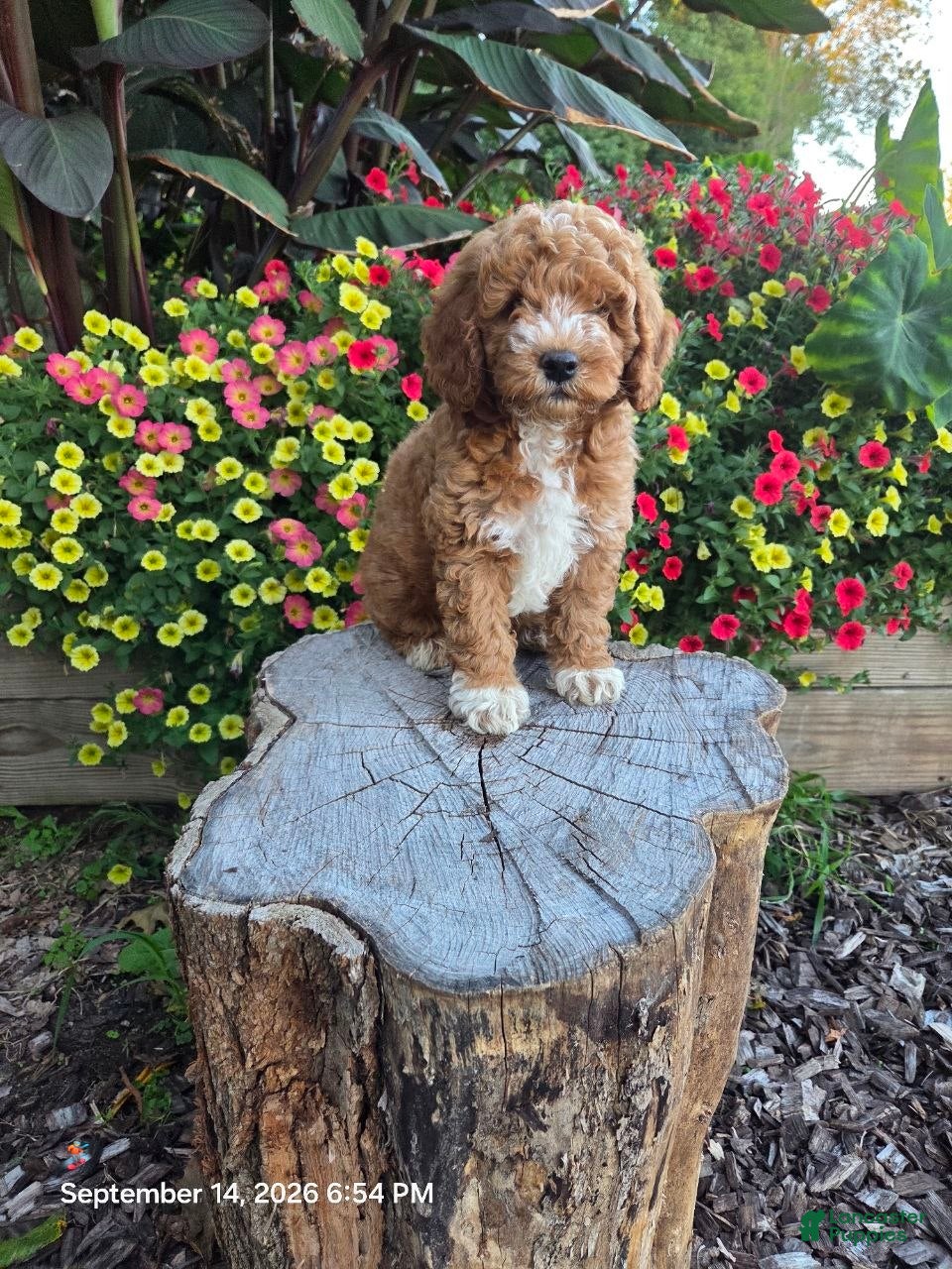 Mini Goldendoodle dogs Teddy - Ad 1