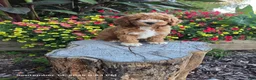 Mini Goldendoodle dogs for sale: Teddy - Ad 1