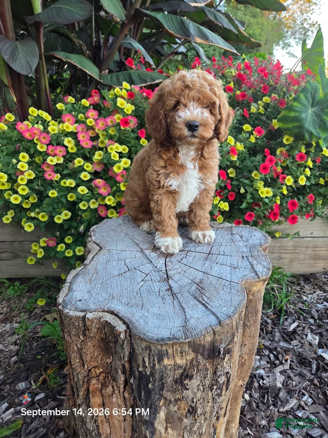 Mini Goldendoodle dogs for sale: Teddy - Ad 1