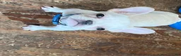 French Bulldog dogs for sale: Nachito - Ad 4