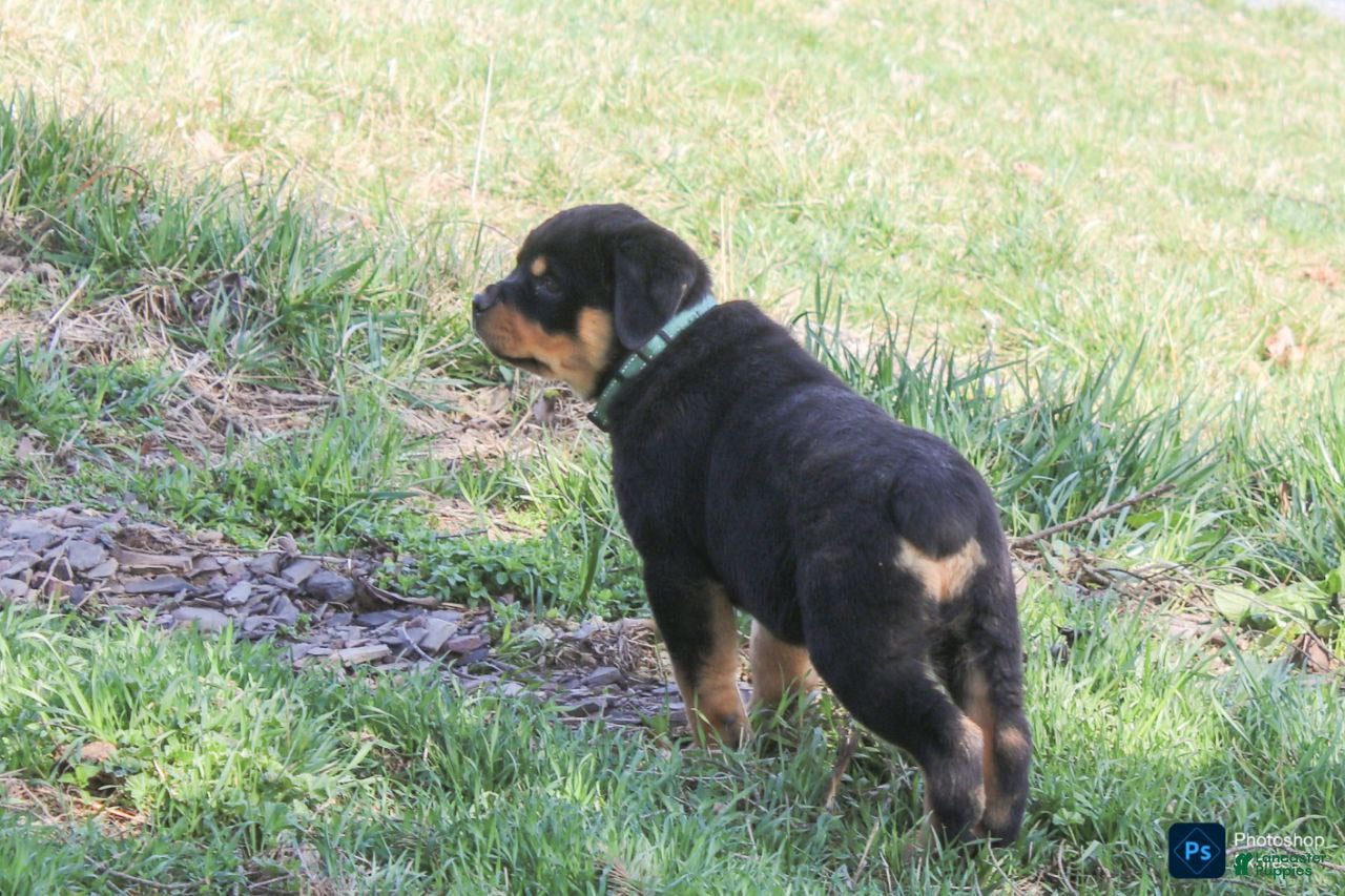 Rottweiler dogs Fern - Ad 1