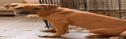 Mixed Breed dogs for sale: Tiny - Ad 1