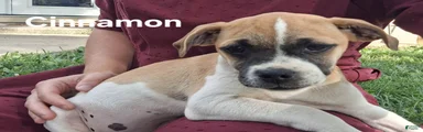 Cinnamon