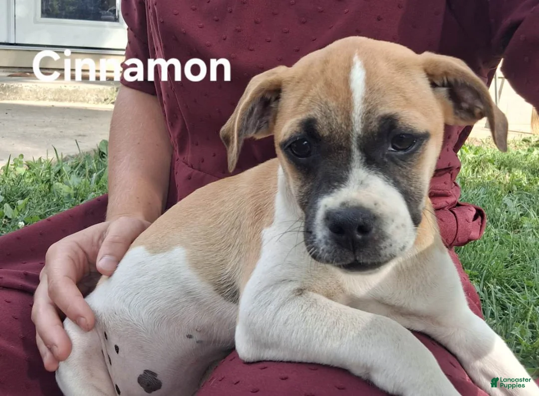 Jug dogs for sale: Cinnamon - Ad 1