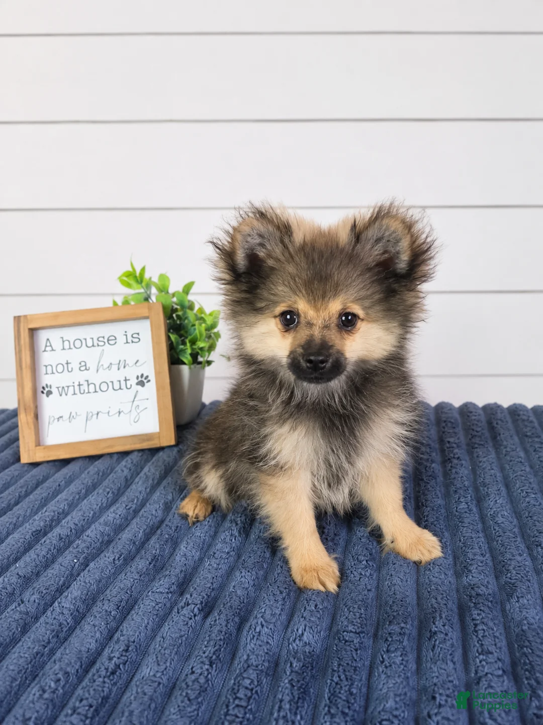 Pomeranian dogs for sale: Snickers - Ad 1