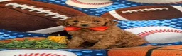 Cavapoo dogs for sale: Franklin Hypoallegenic - Ad 3