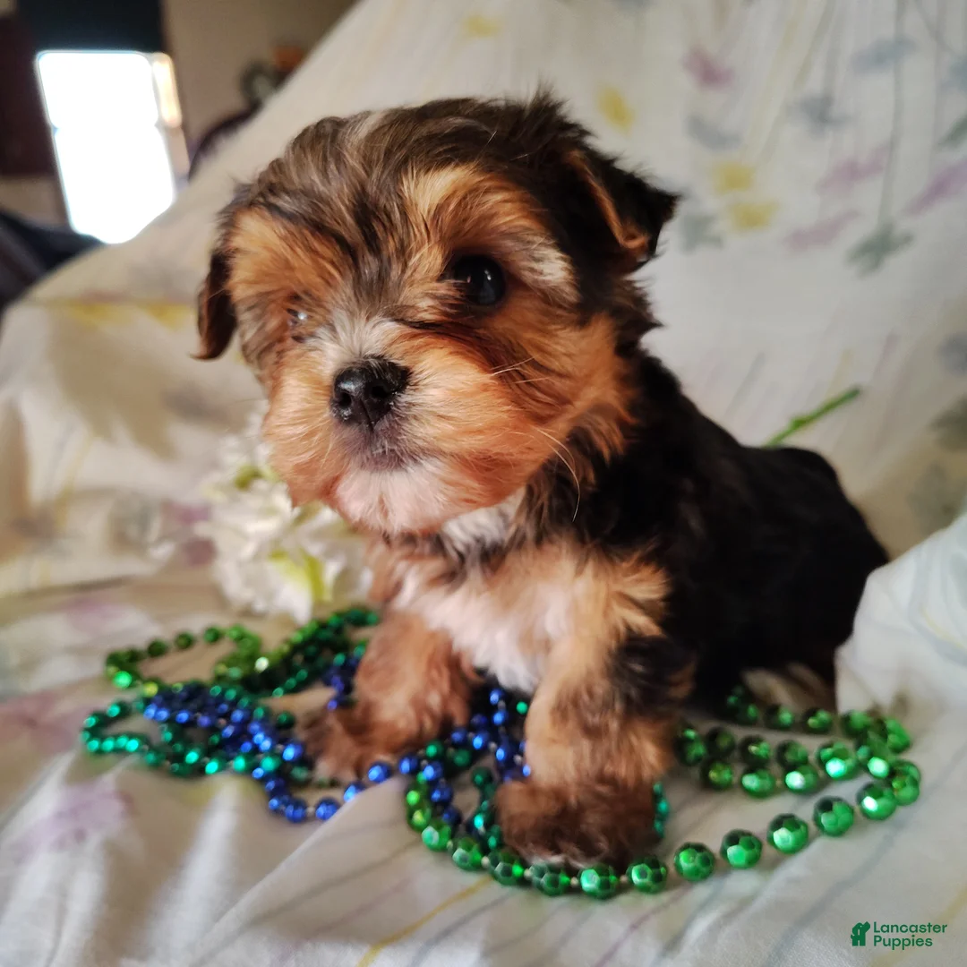 Yorkshire Terrier dogs for sale: Benson - Ad 2