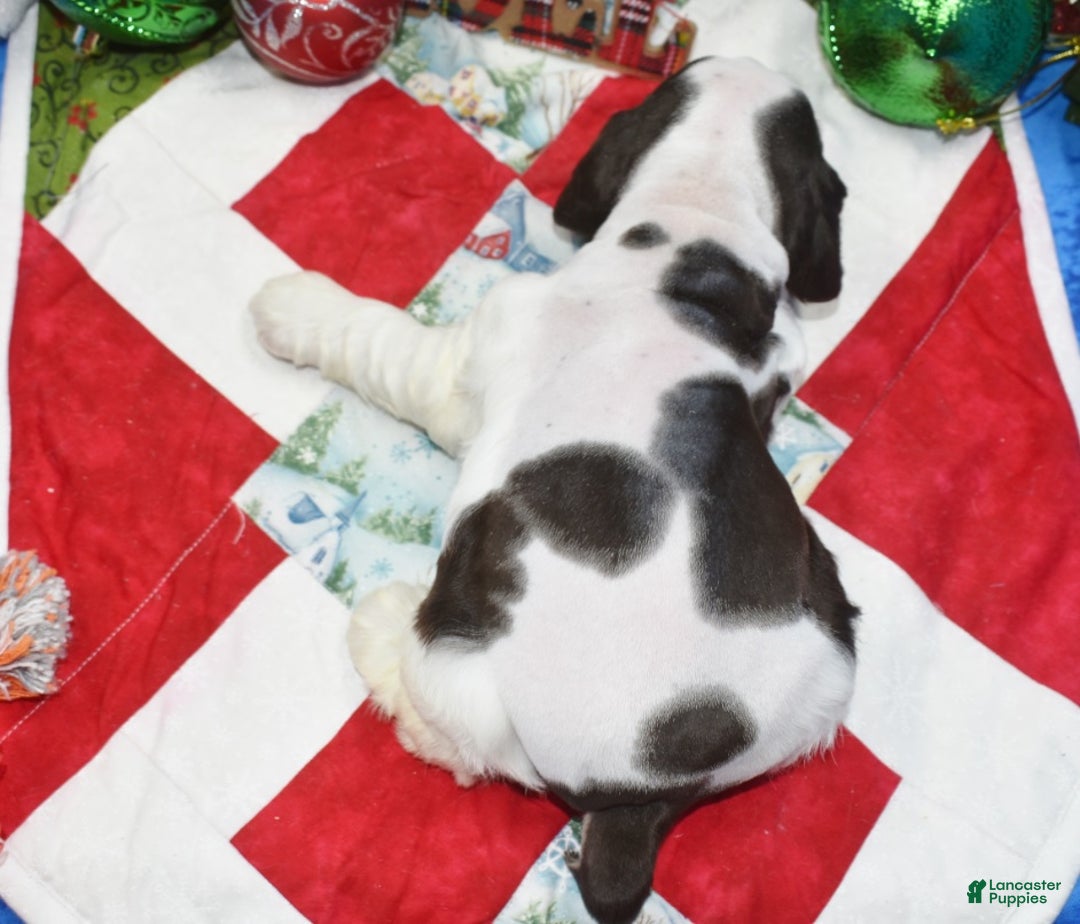 Cocker Spaniel dogs for sale: AKC Nick Chocolate Tan Parti American Cocker Spaniel Puppy for sale. - Ad 3