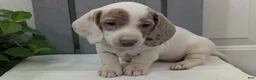 Miniature Dachshund dogs for sale: Micah - Ad 8