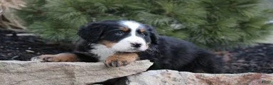 Bernese Mountain Dog Puppy 10