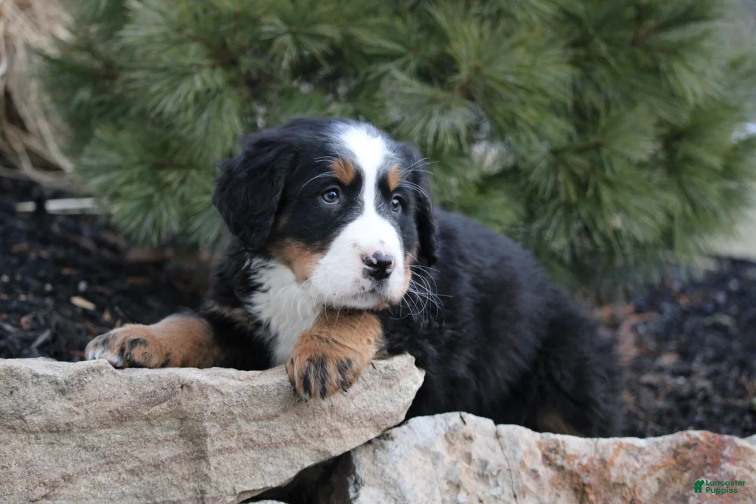 Bernese Mountain Dog dogs for sale: Bernese Mountain Dog Puppy 10 - Ad 1