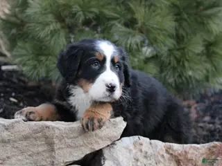 Bernese Mountain Dog dogs Bernese Mountain Dog Puppy 10 - Ad 26