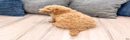 Miniature Labradoodle dogs for sale: Kent - Ad 6