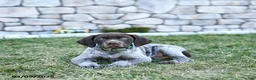 German Shorthaired Pointer dogs for sale: Bodie - Ad 1