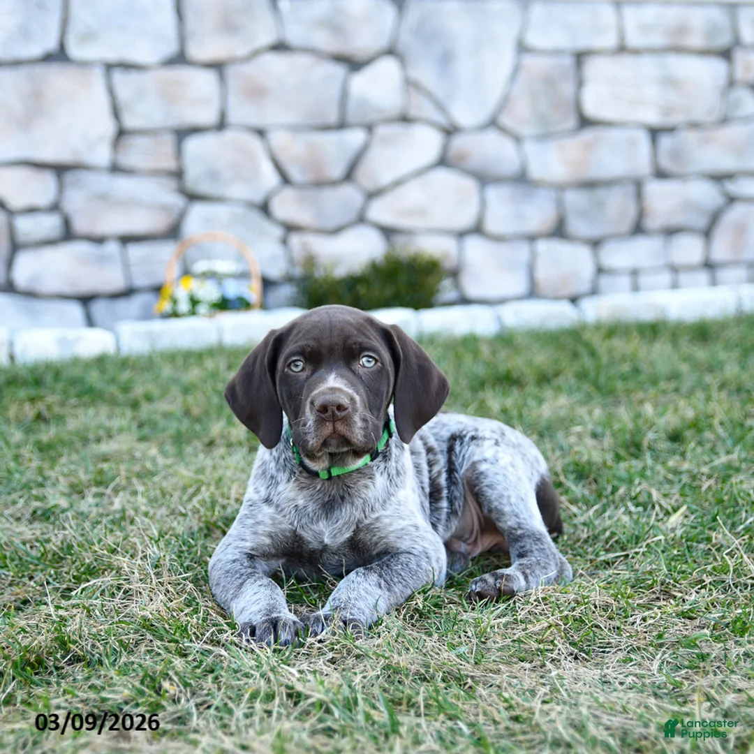 German Shorthaired Pointer dogs for sale: Bodie - Ad 1