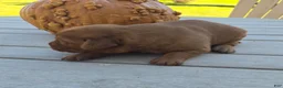 Labrador Retriever dogs for sale: Moose - Ad 2