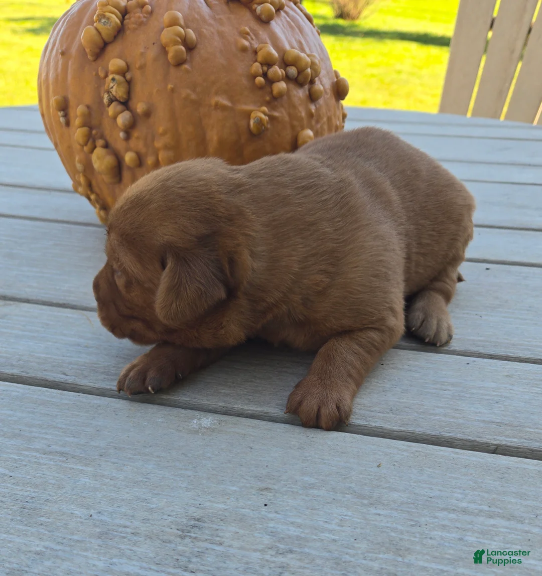 Labrador Retriever dogs for sale: Moose - Ad 2