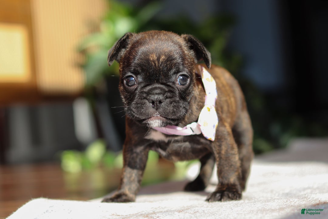 French Bulldog dogs for sale: Shiloh - Ad 10