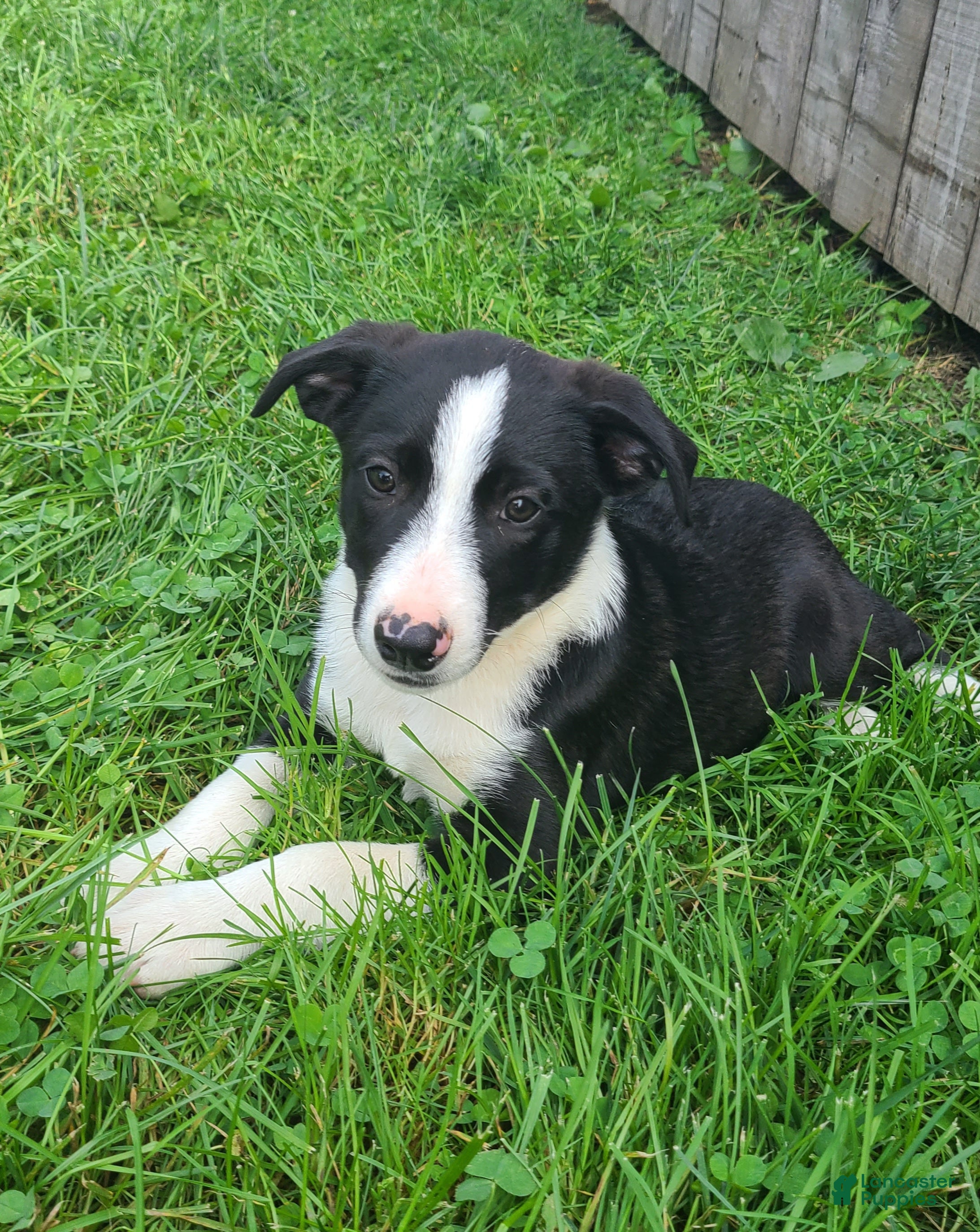 Mixed Breed dogs Luke  - Ad 1