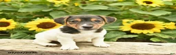 Jack Russell Terrier dogs for sale: Roy  - Ad 2