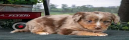 Miniature Australian Shepherd dogs for sale: Coco - Ad 3